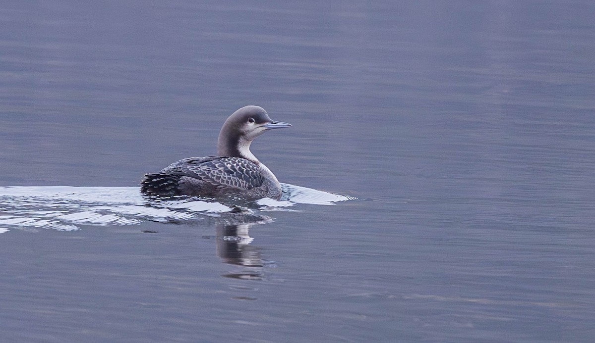 Pazifikoko aliota - ML646226686