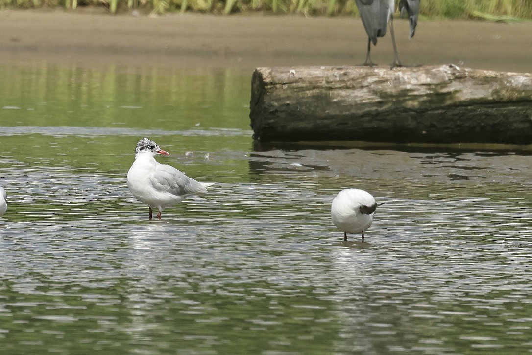 Mediterranean Gull - ML646226688