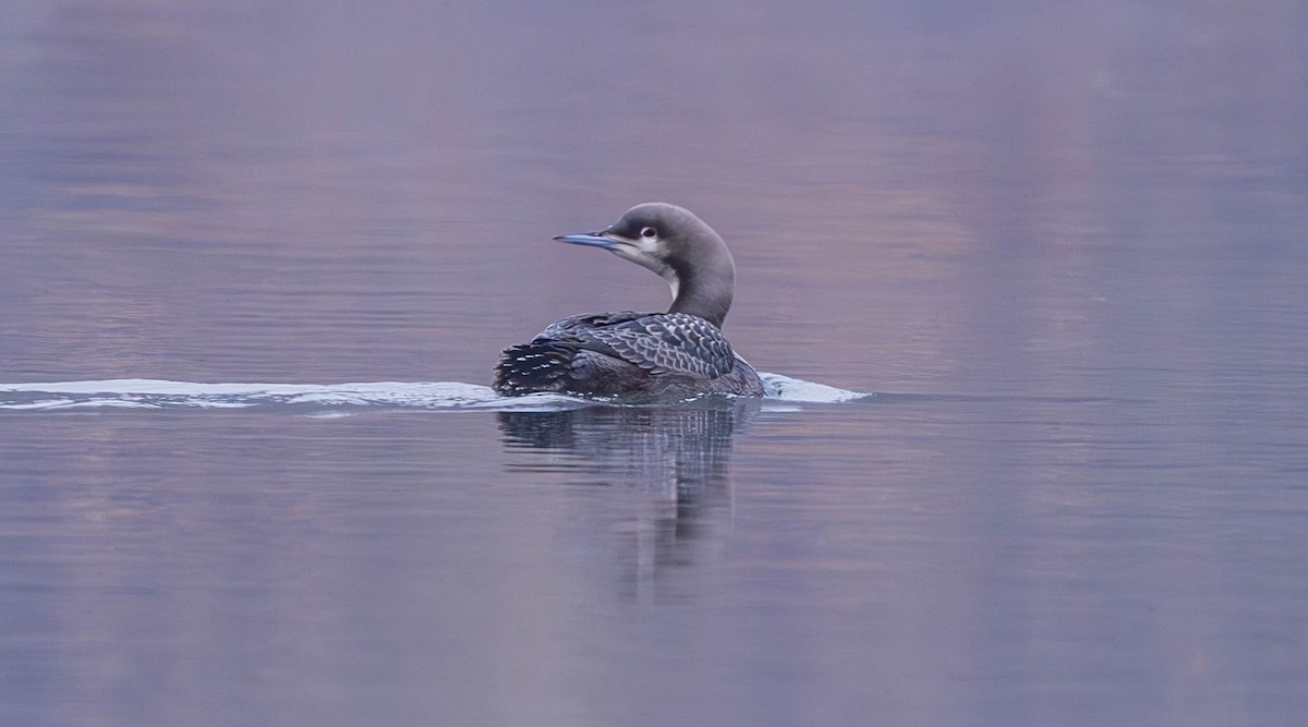 Pazifikoko aliota - ML646226690