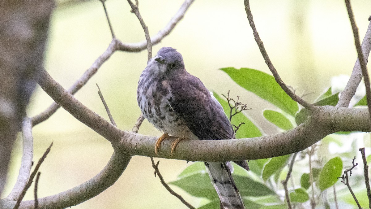 Cuculus sp. - ML646226691