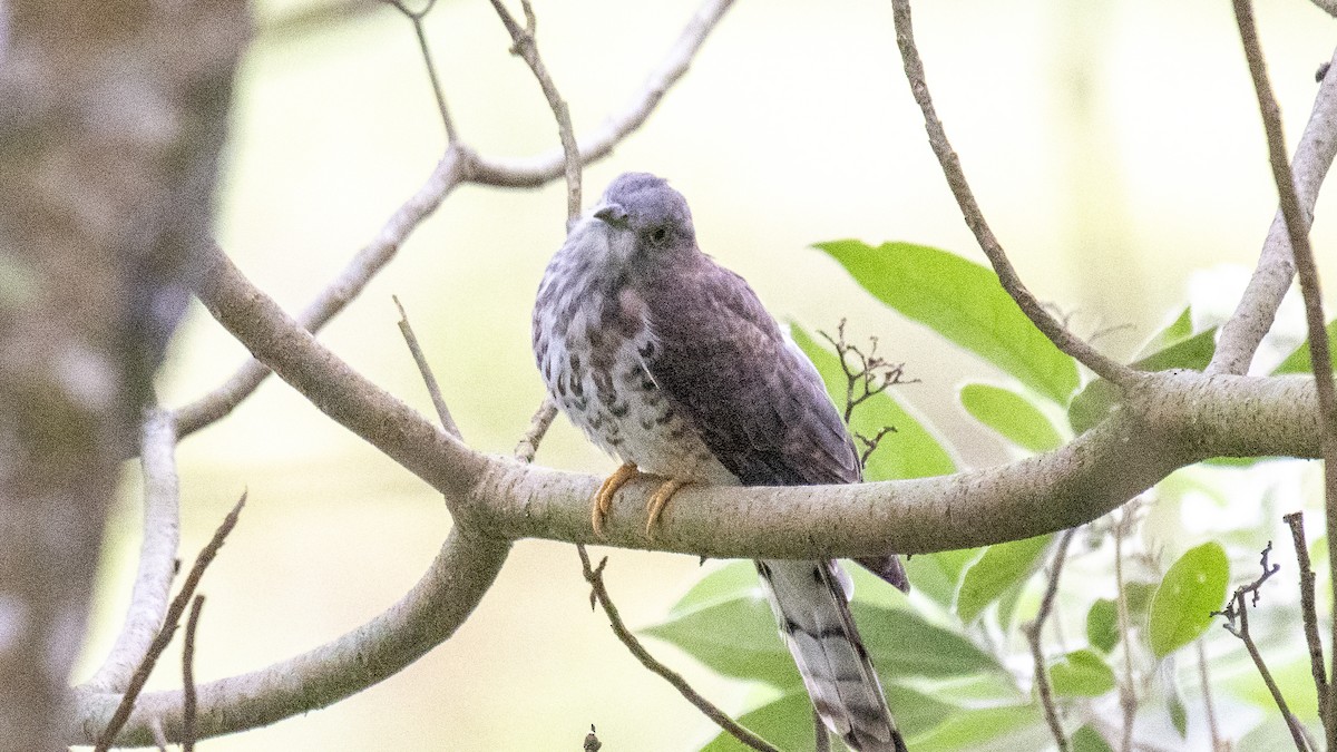 Cuculus sp. - ML646226692