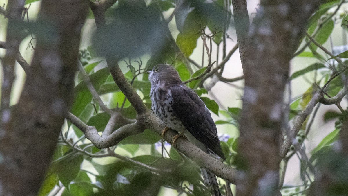 Cuculus sp. - ML646226693