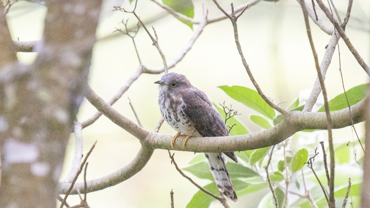 Cuculus sp. - ML646226694