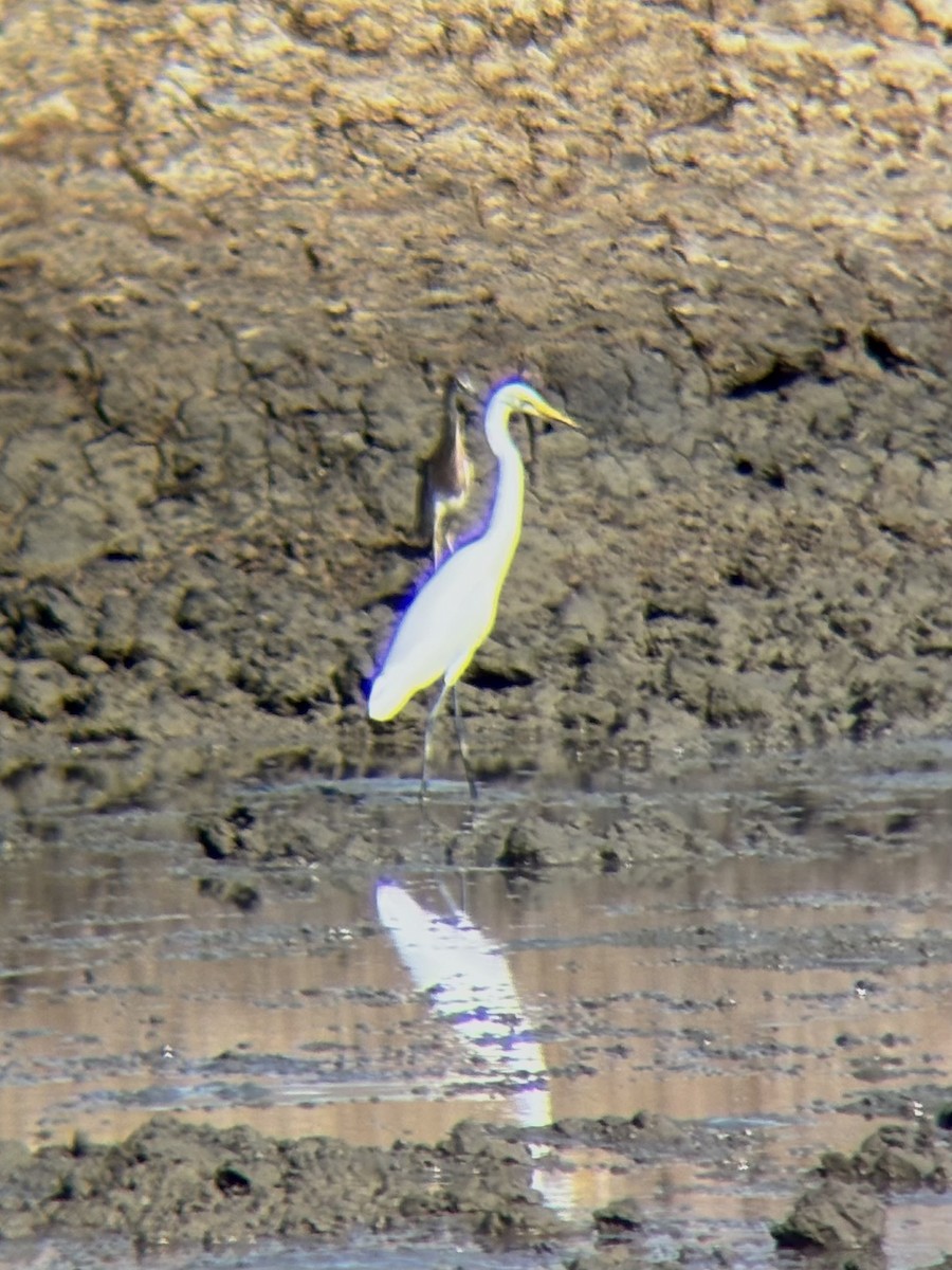 Medium Egret - ML646226695