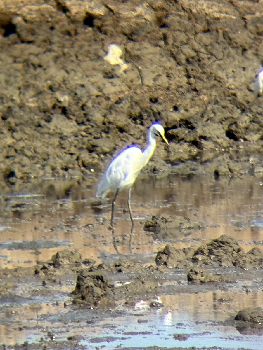 Medium Egret - ML646226696