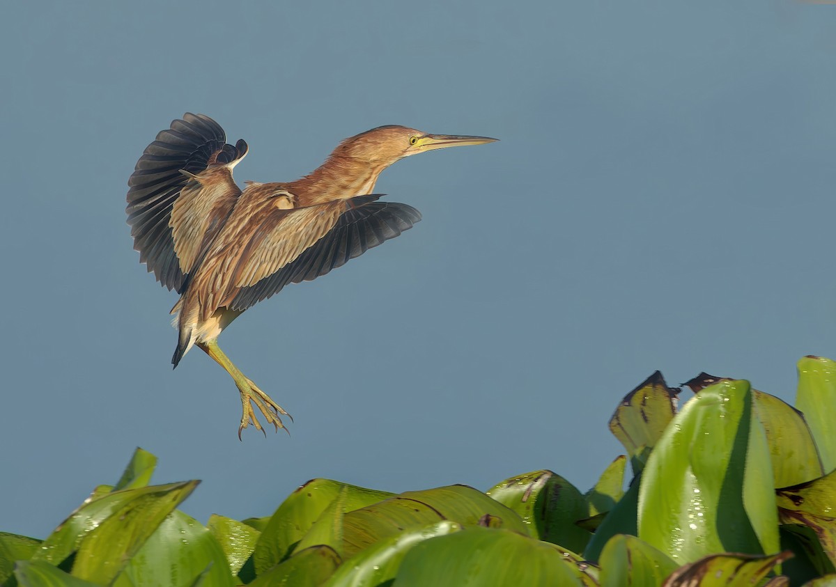 Yellow Bittern - ML646226697