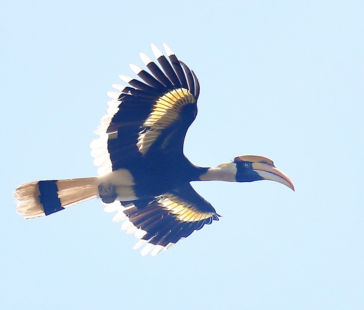 Great Hornbill - ML646226698