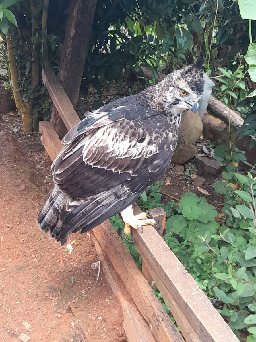 Black-and-chestnut Eagle - ML646226703