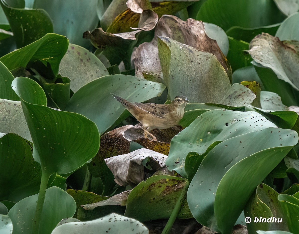 小蝗鶯 - ML646226719