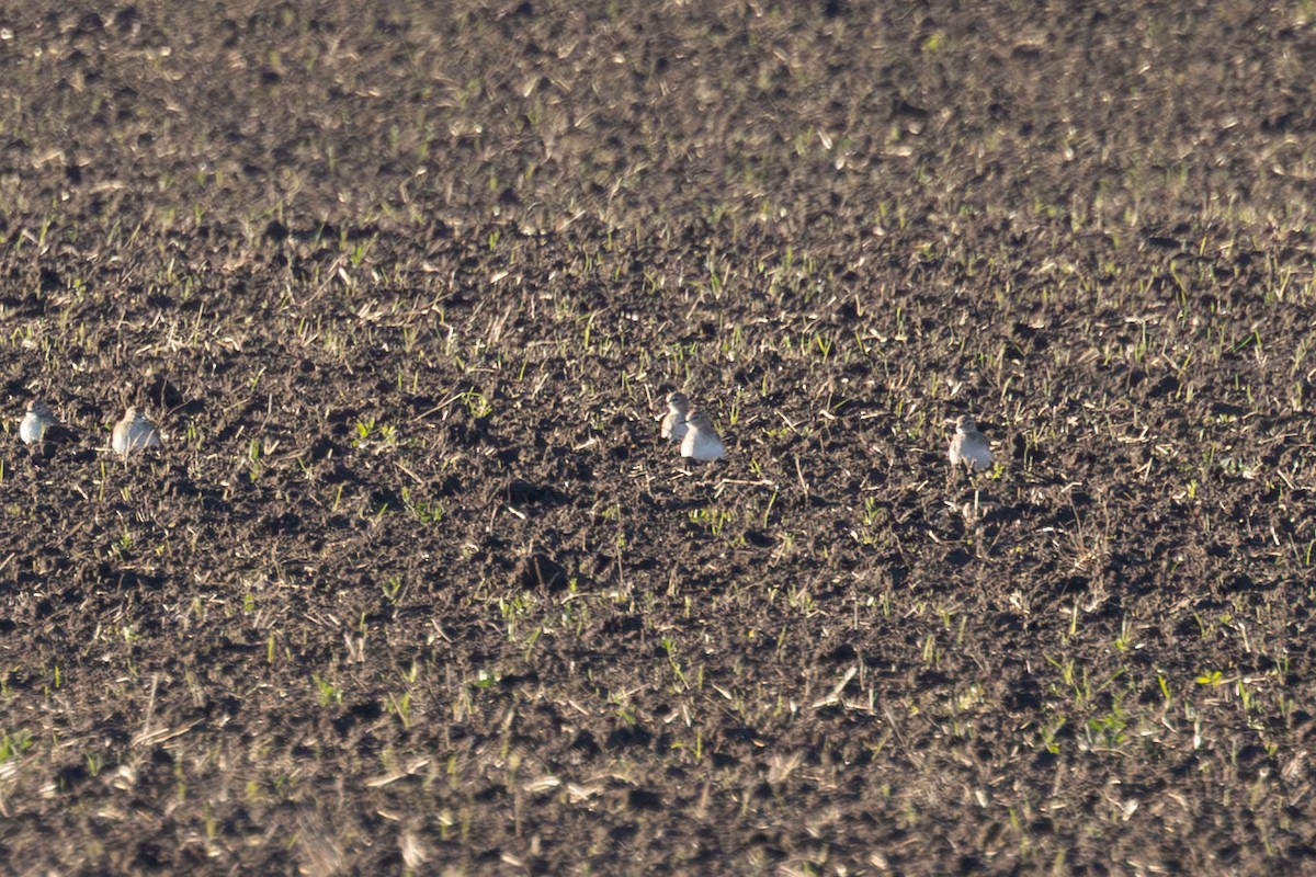 Mountain Plover - ML646226720