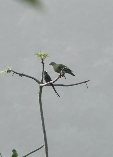 Gray-fronted Green-Pigeon - ML646226724