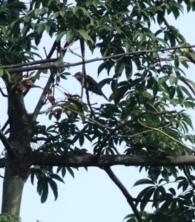 Banded Bay Cuckoo - ML646226731