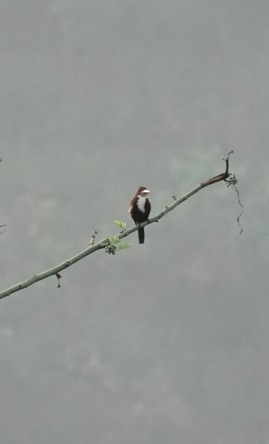 White-throated Kingfisher - ML646226737