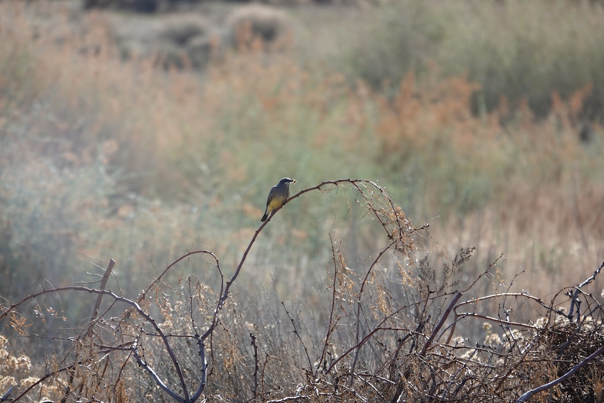 ハシボソタイランチョウ - ML646226744