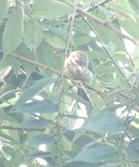 White-cheeked Barbet - ML646226746