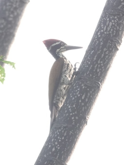 Malabar Flameback - ML646226749
