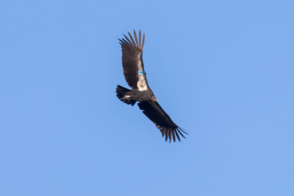 California Condor - ML646226750