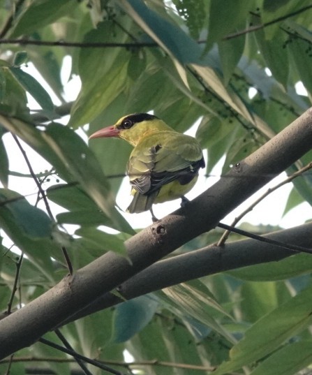 Black-naped Oriole - ML646226754