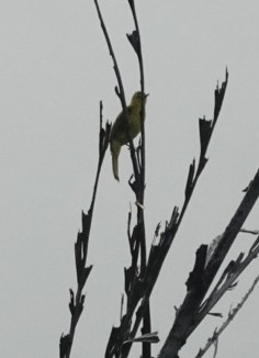 Yellow-browed Bulbul - ML646226759