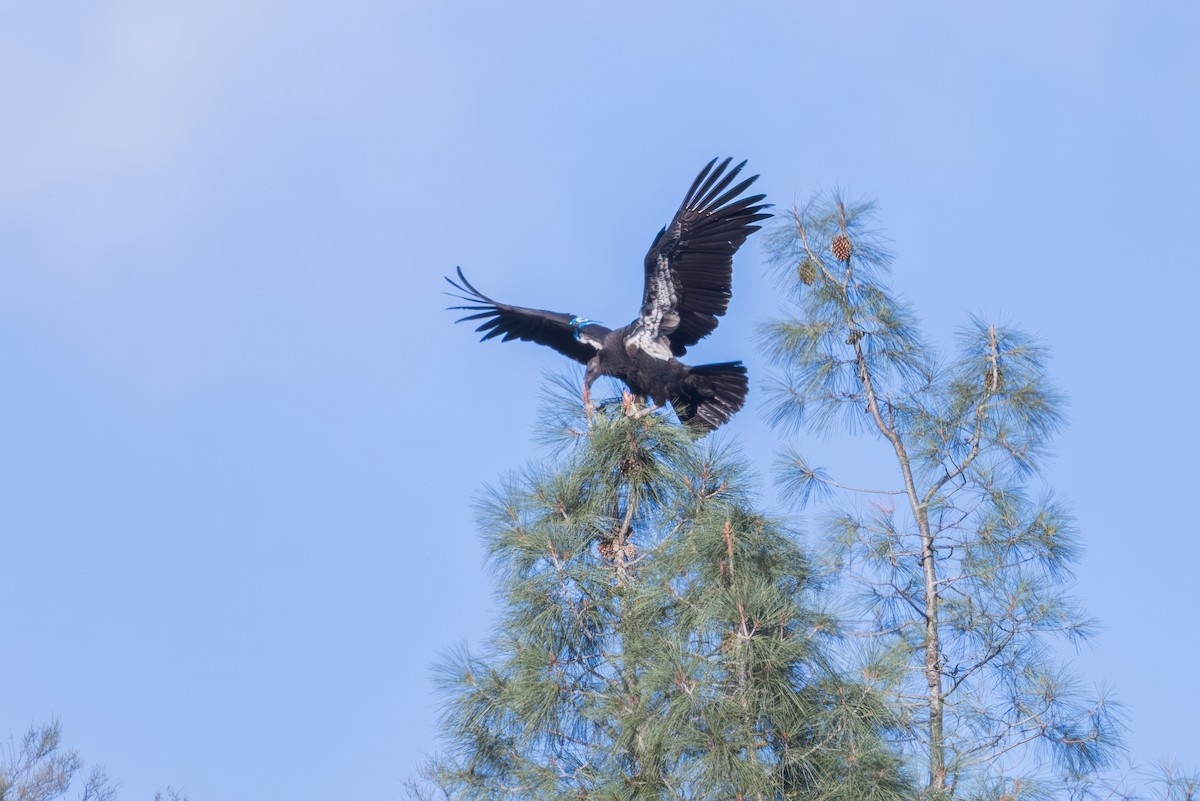 California Condor - ML646226762