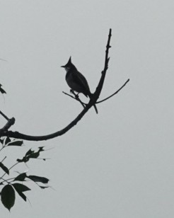 Red-whiskered Bulbul - ML646226764