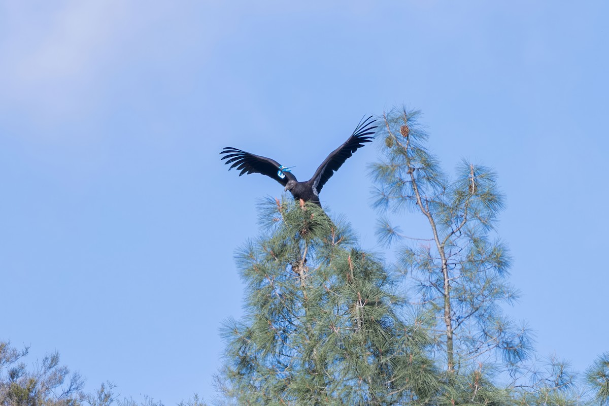 California Condor - ML646226767