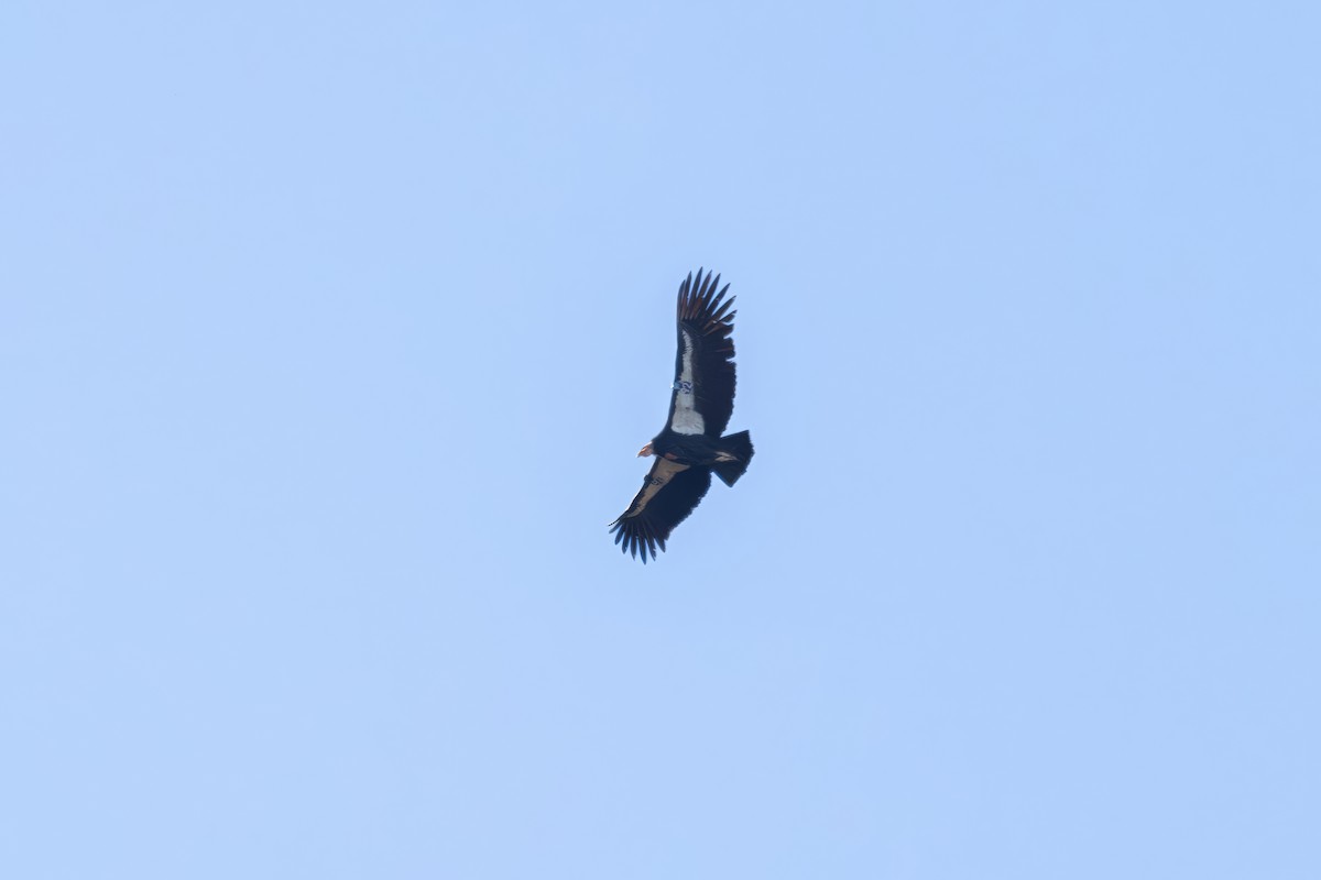 California Condor - ML646226768