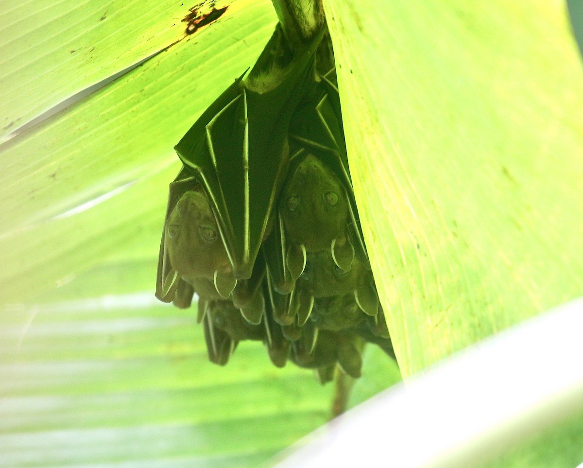 動物界 - ML646226769