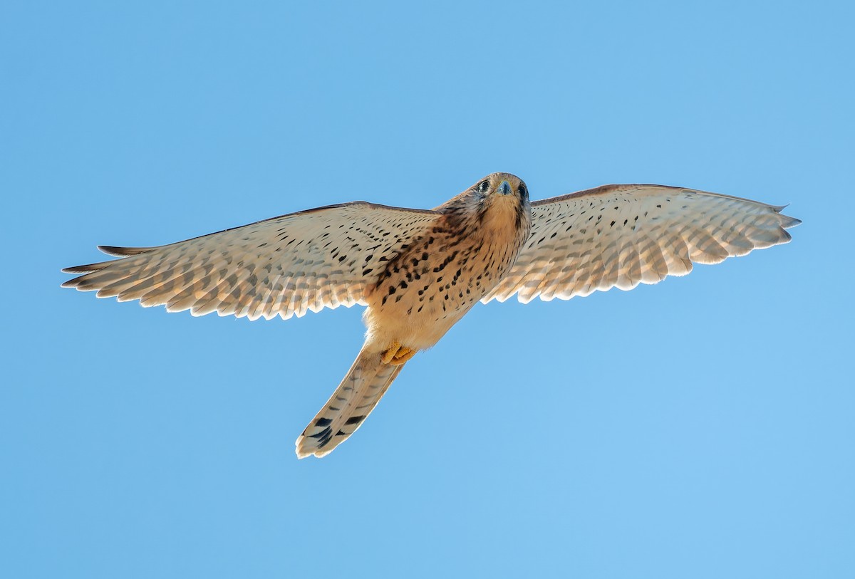 Cernícalo Vulgar - ML646226773