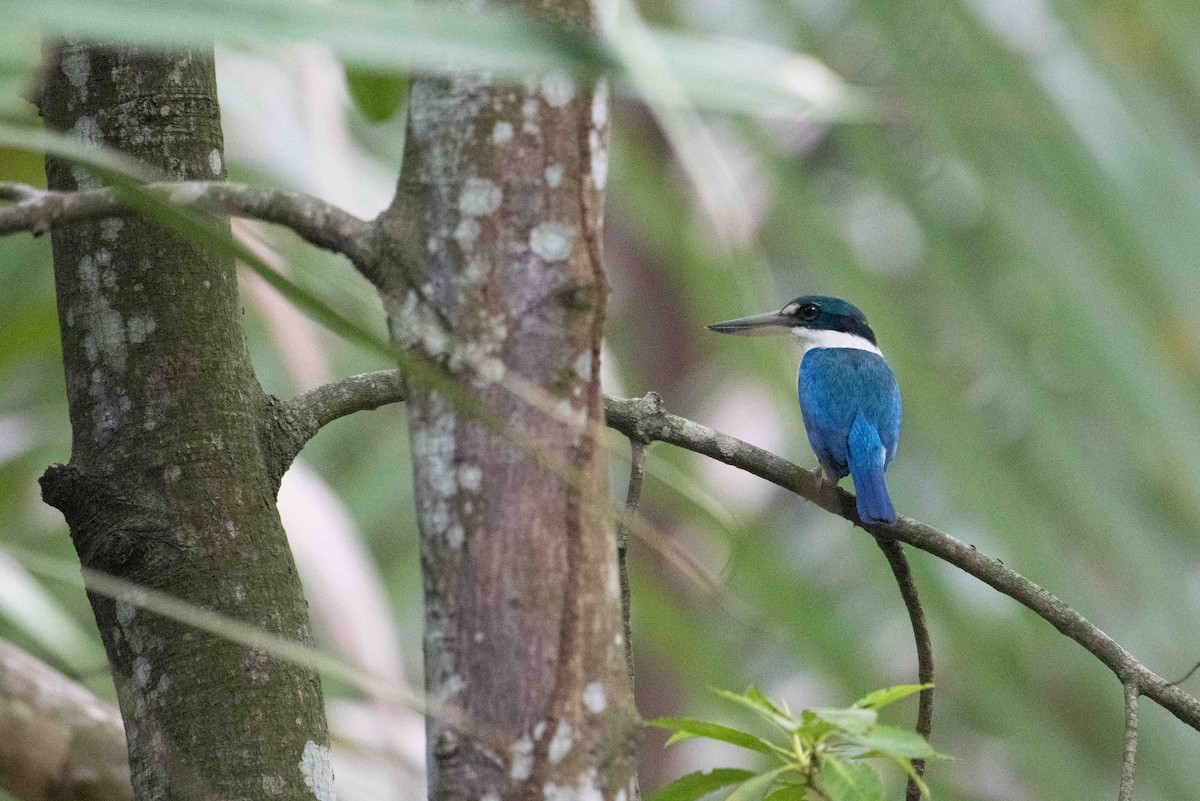 Alción Acollarado - ML646226774