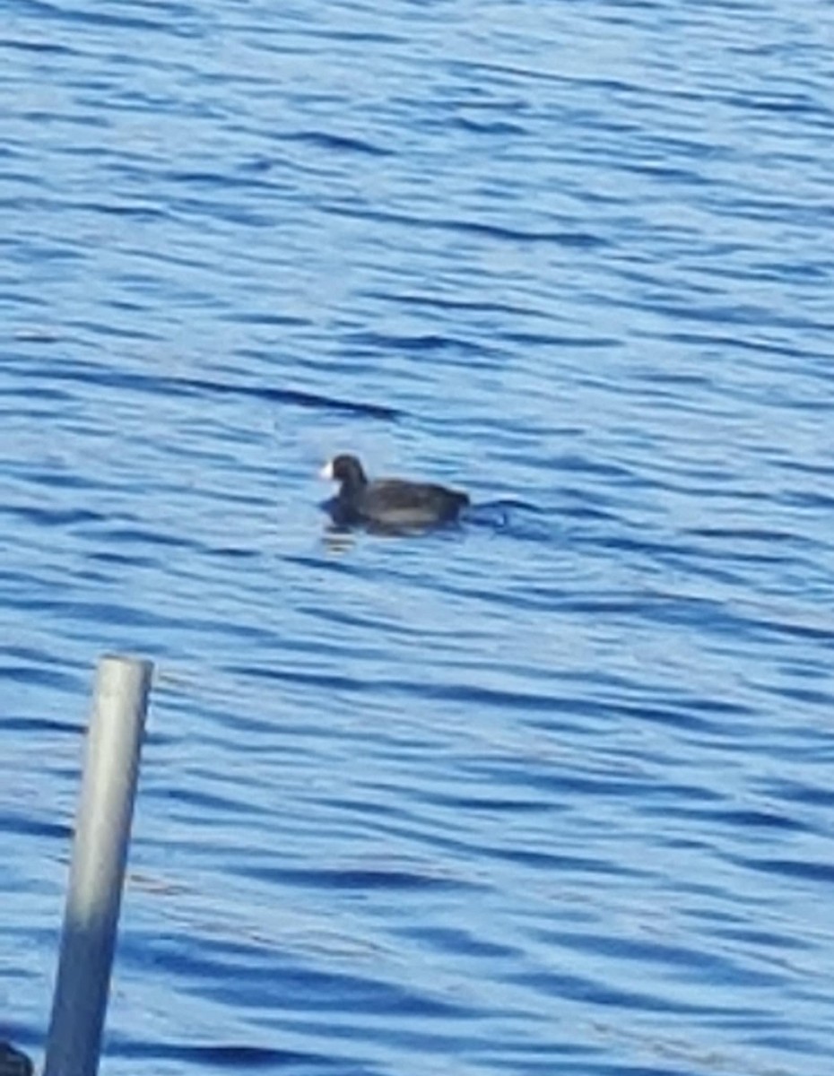 Лиска американська - ML646226775