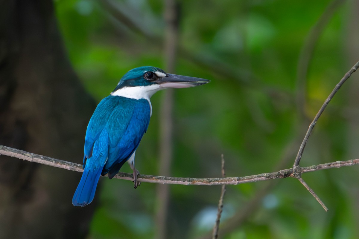 Alción Acollarado - ML646226777