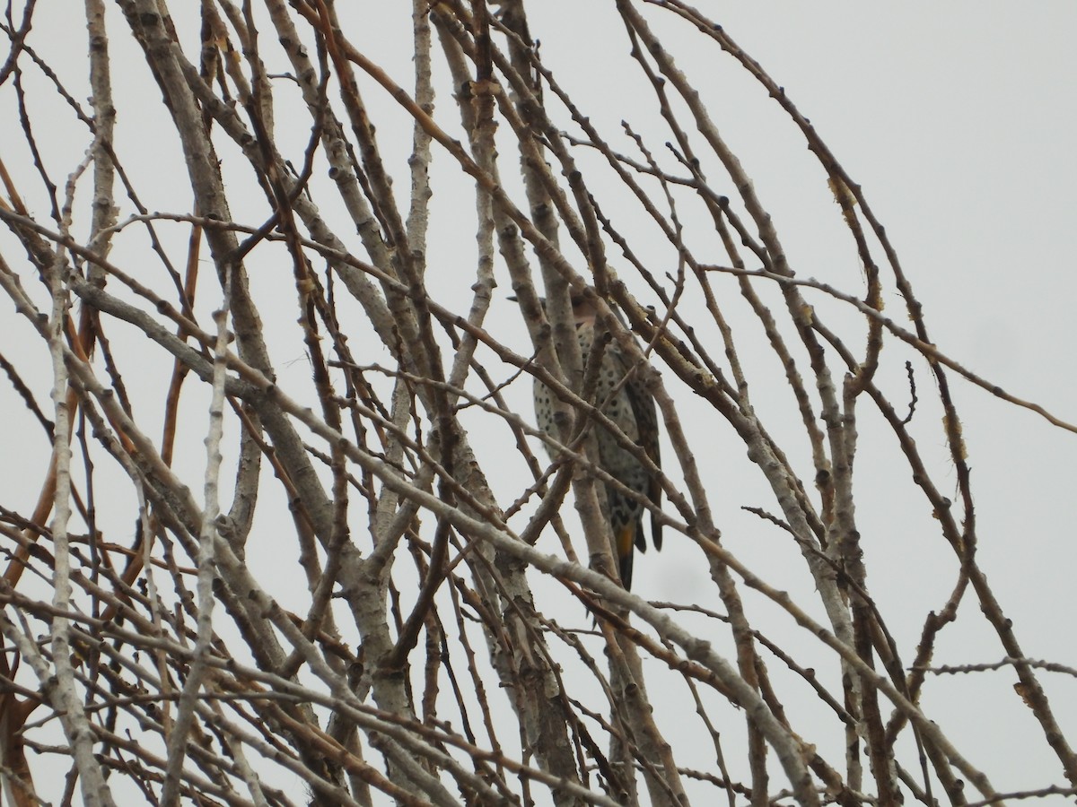 Carpintero Escapulario (Rojizo) - ML646226778