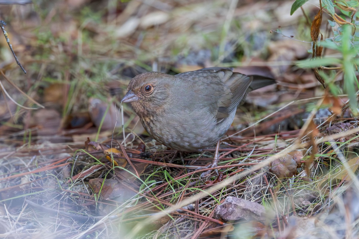 Toquí Californiano - ML646226779