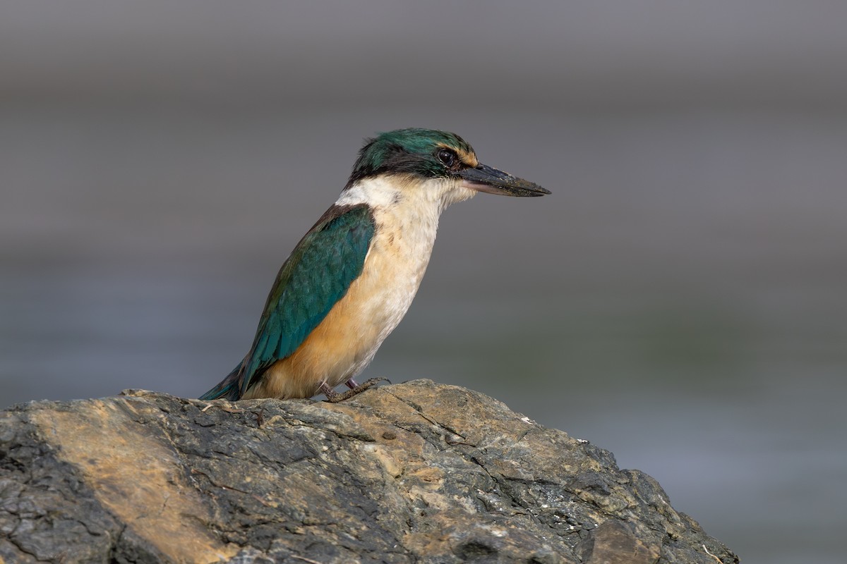 Alción Sagrado (Nueva Zelanda) - ML646226780
