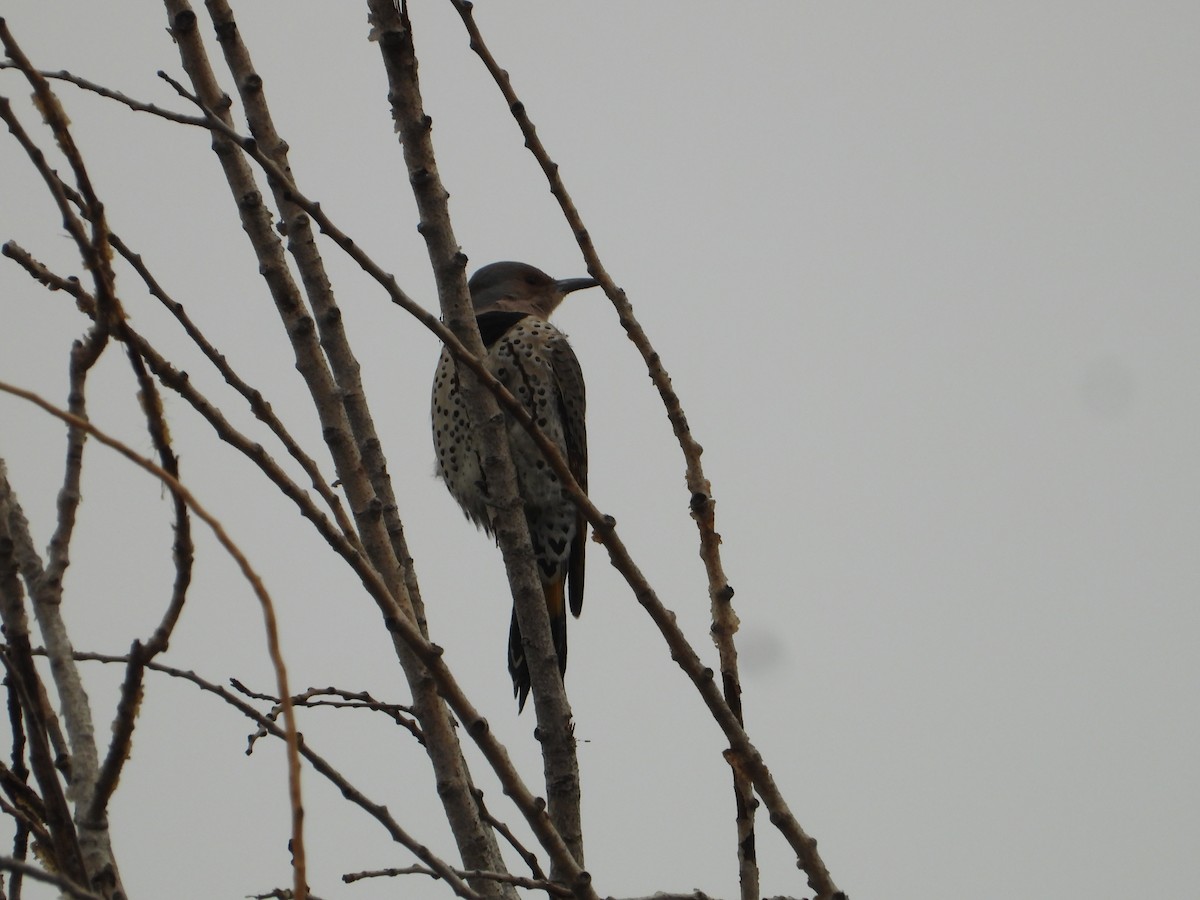 Carpintero Escapulario (Rojizo) - ML646226781