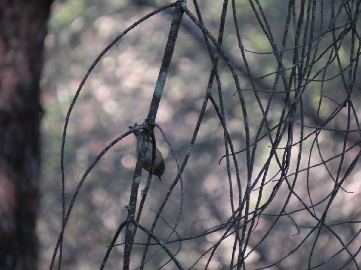 Reyezuelo Sencillo - ML646226782