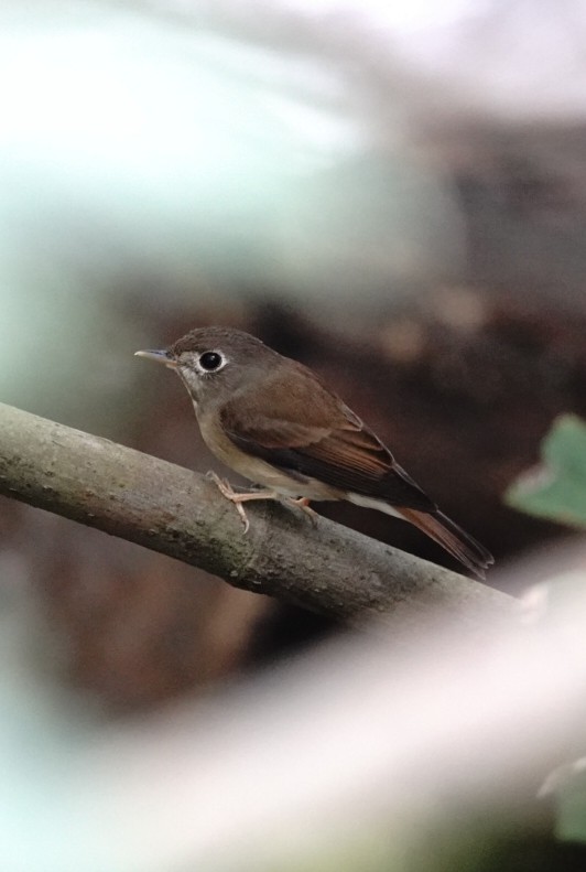 Papamoscas de Muttu - ML646226783