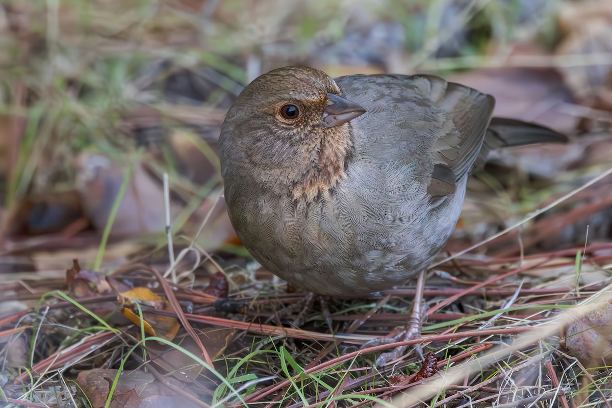 Toquí Californiano - ML646226784