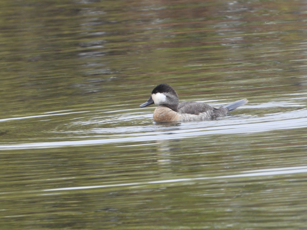Malvasía Canela - ML646226785