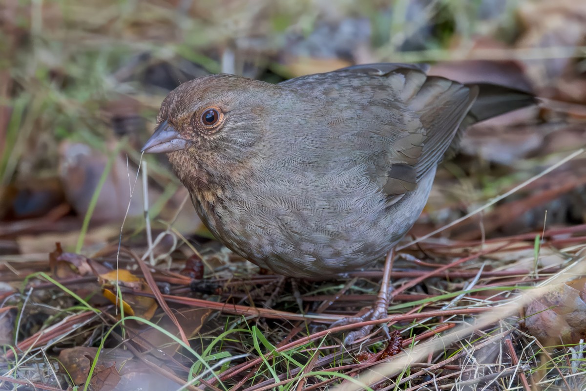 Toquí Californiano - ML646226786