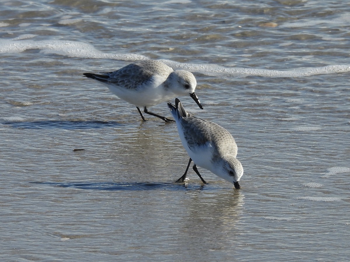 Correlimos Tridáctilo - ML646226787
