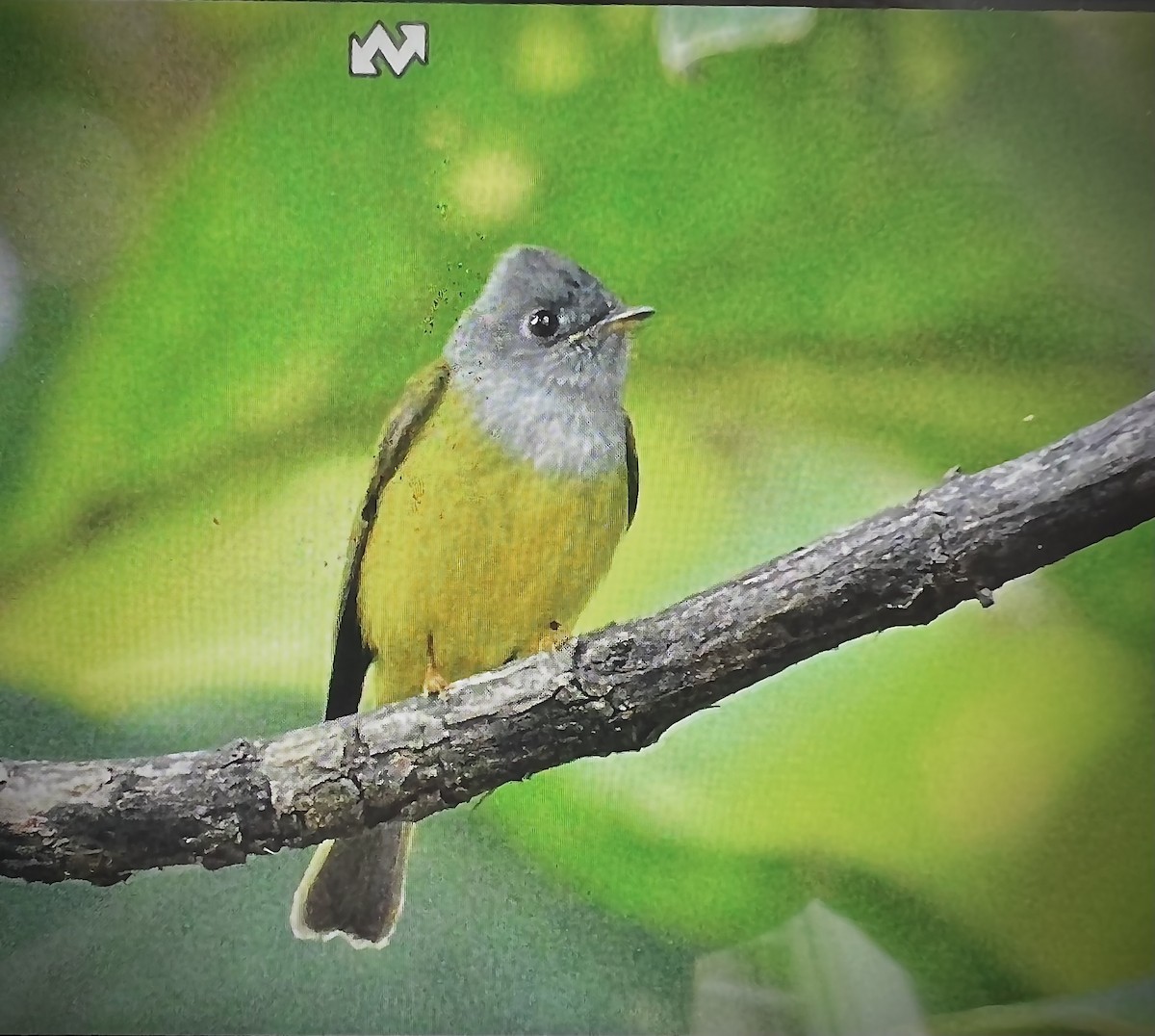 Papamoscas Cabecigrís - ML646226790