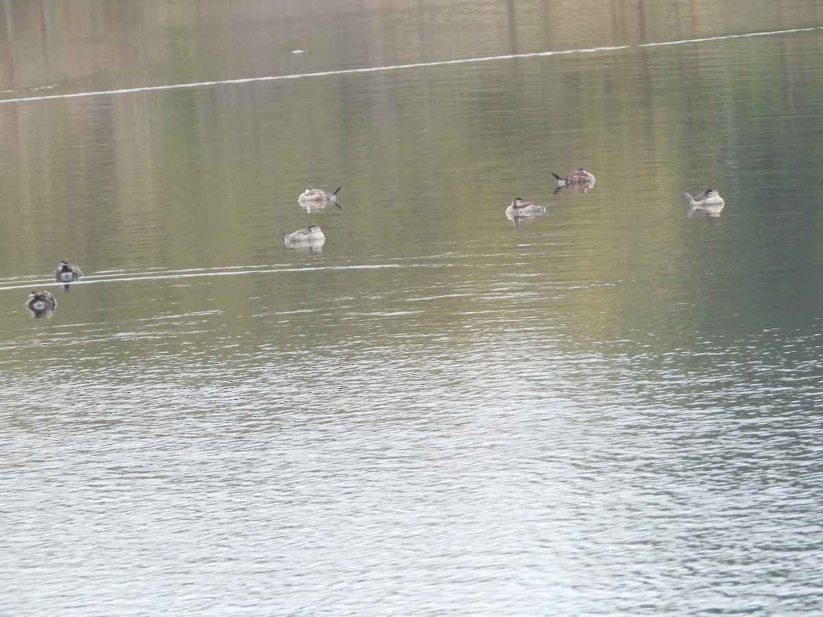 Malvasía Canela - ML646226791