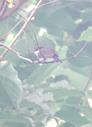 Ceniciento de Malabar - ML646226792