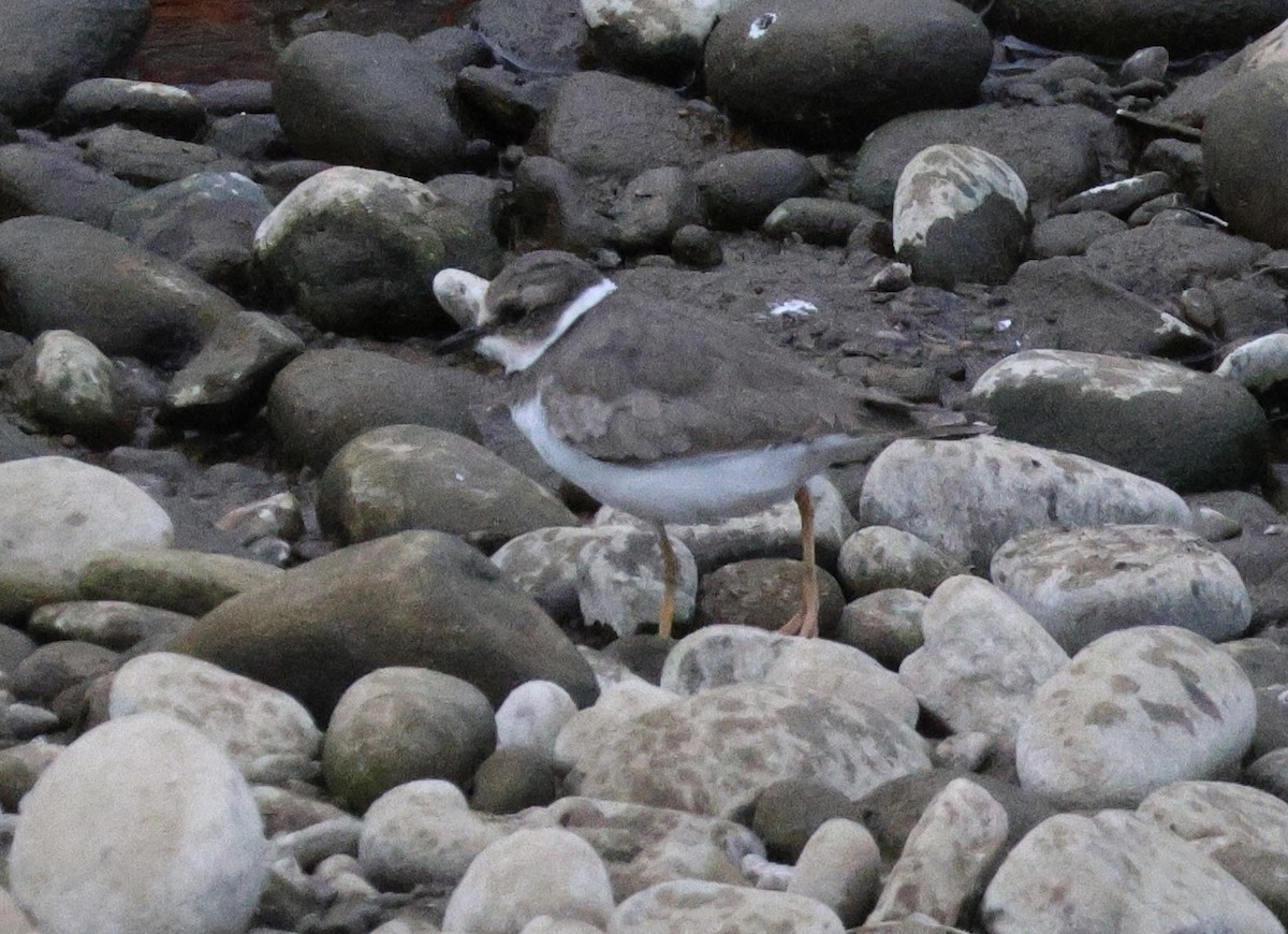 Chorlitejo Piquilargo - ML646226793