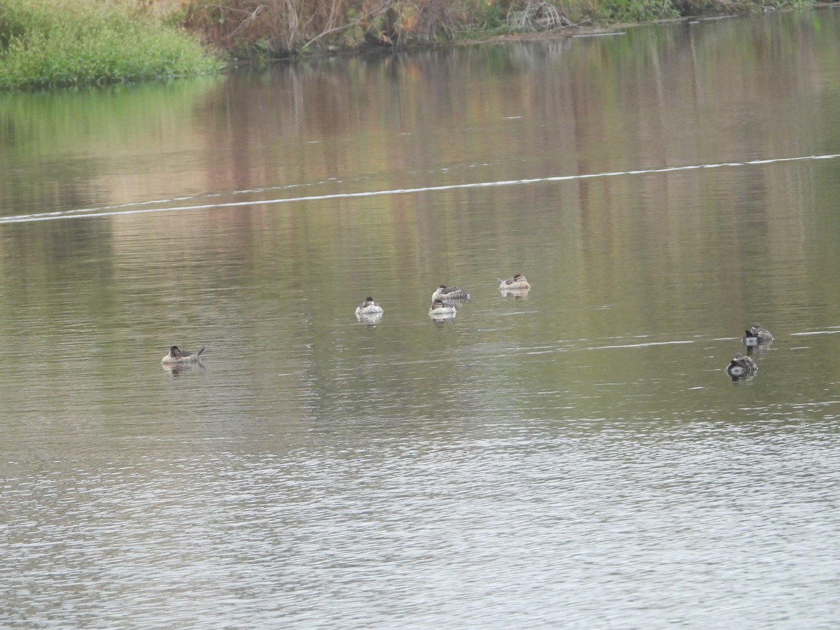 Malvasía Canela - ML646226794