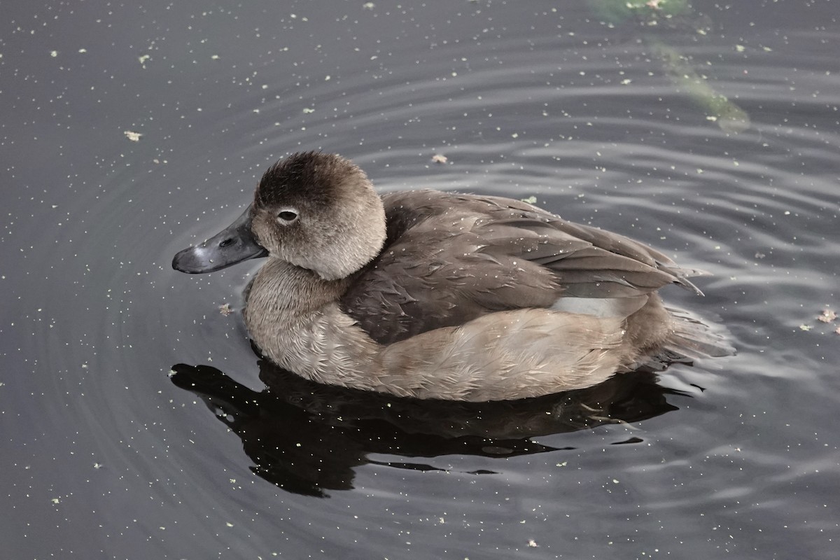 Porrón Americano - ML646226795