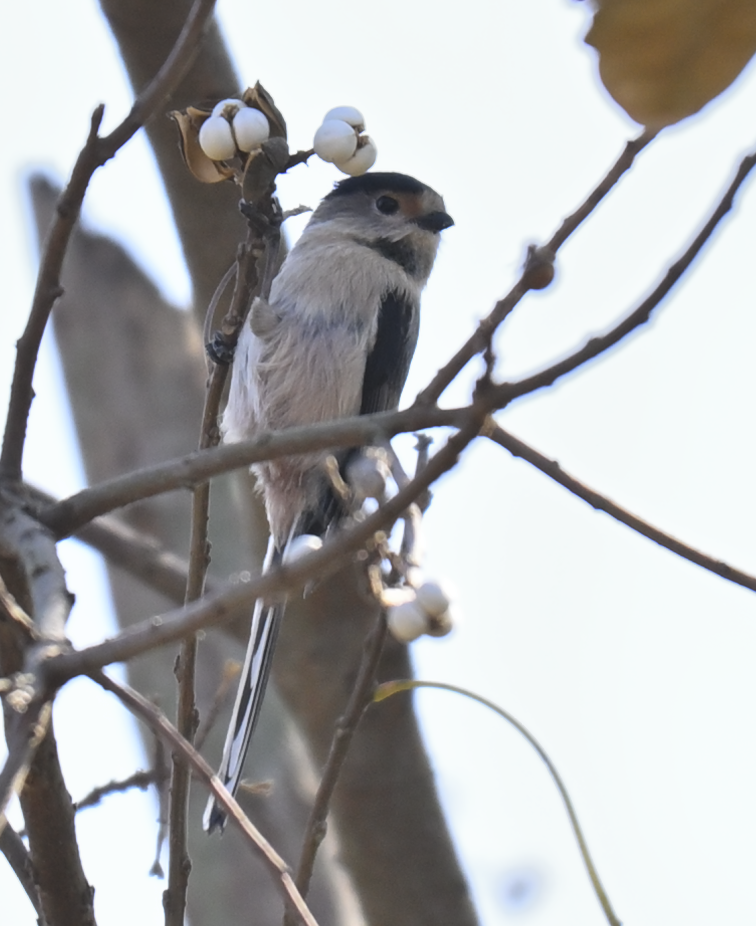 Mito Gorjigrís - ML646226796