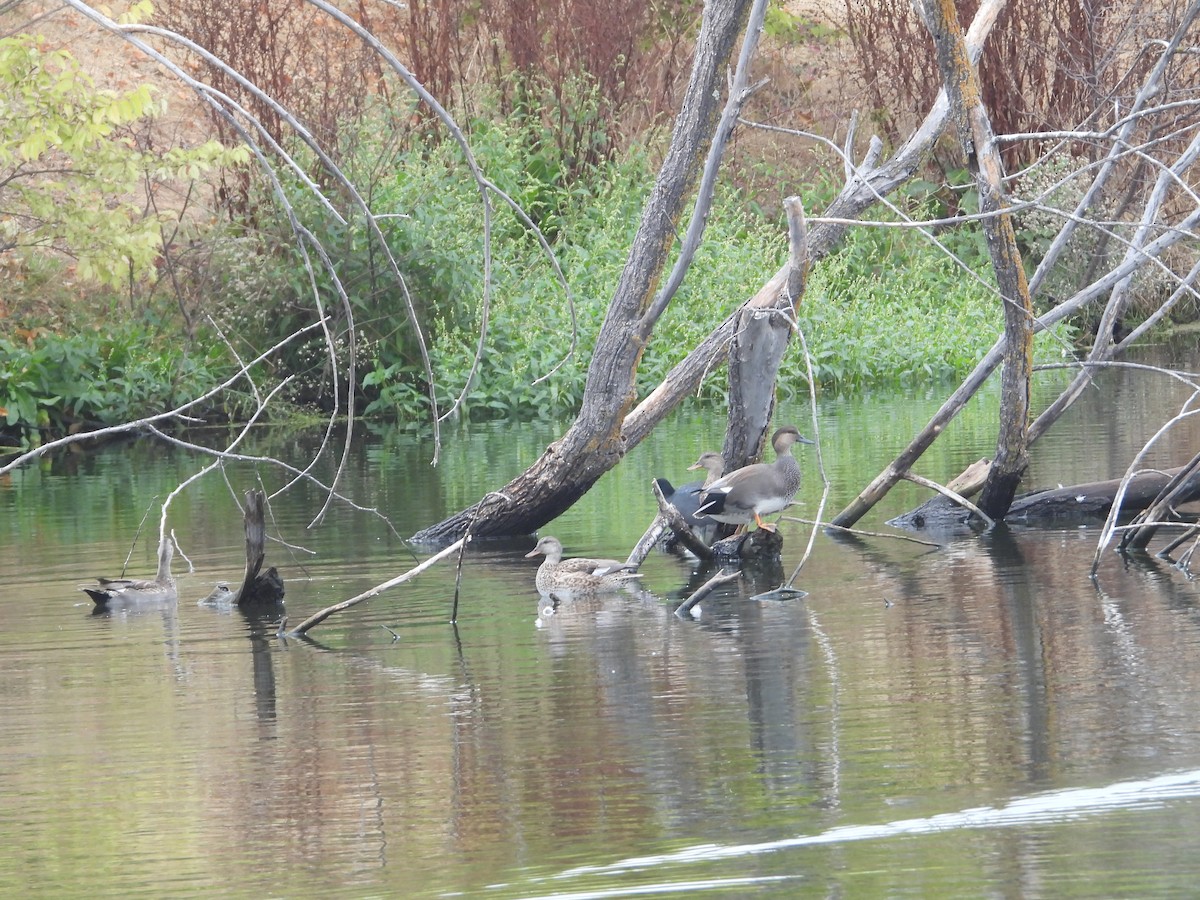 Ánade Friso - ML646226797